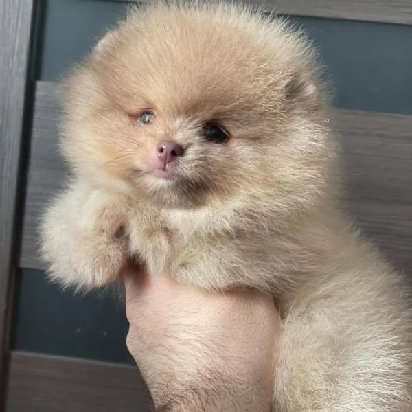 Cuccioli di Pomerania maschi e femmine