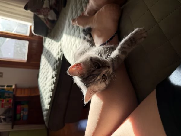 Gattina schottish straight tigrata bianca e grigia 