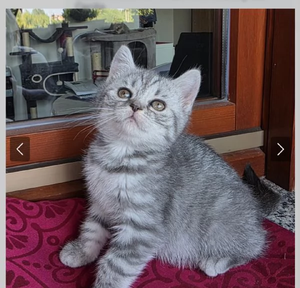 Gattina schottish straight tigrata bianca e grigia  | Foto 6