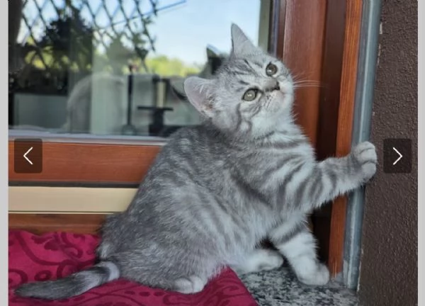 Gattina schottish straight tigrata bianca e grigia  | Foto 5