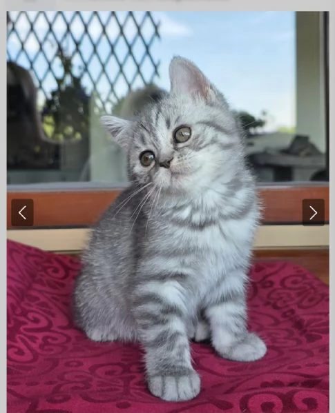 Gattina schottish straight tigrata bianca e grigia  | Foto 4
