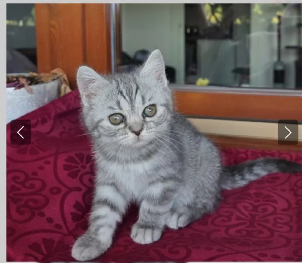 Gattina schottish straight tigrata bianca e grigia  | Foto 3