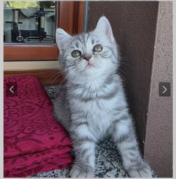 Gattina schottish straight tigrata bianca e grigia  | Foto 2