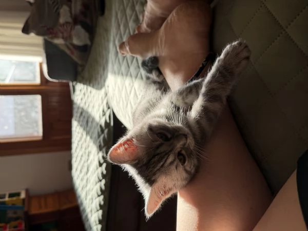 Gattina schottish straight tigrata bianca e grigia  | Foto 1
