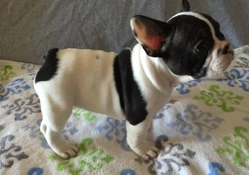 Cuccioli di bulldog francese, maschi e femmine. 