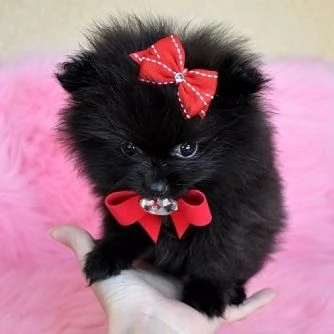 Cuccioli di Pomerania maschi e femmine