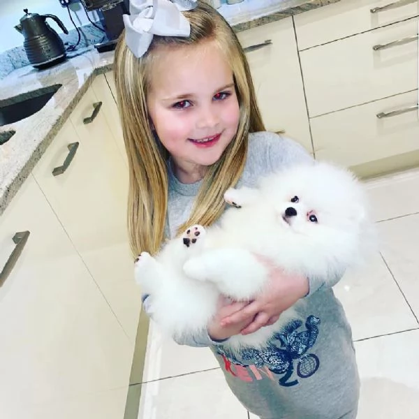 Cuccioli di Pomerania maschi e femmine | Foto 0