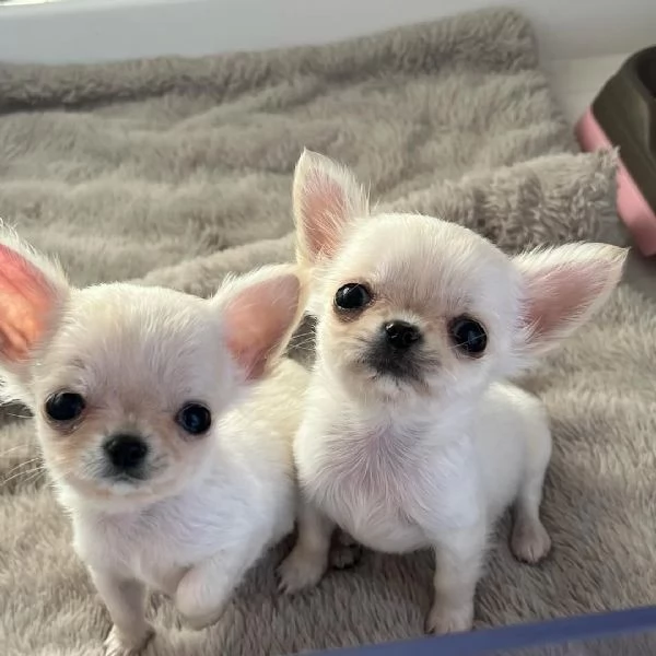 Splendidi cuccioli di Chihuahua di taglia mini