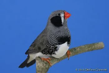 Diamanti Mandarino (Bengalini)