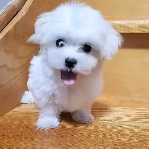 CUCCIOLI MALTESE TOY | Foto 0