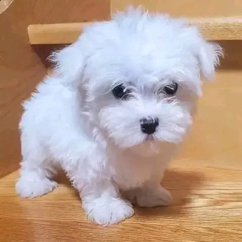 CUCCIOLI MALTESE TOY