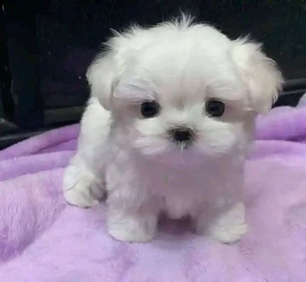 Maltesei cuccioli, maschio e femmina | Foto 0