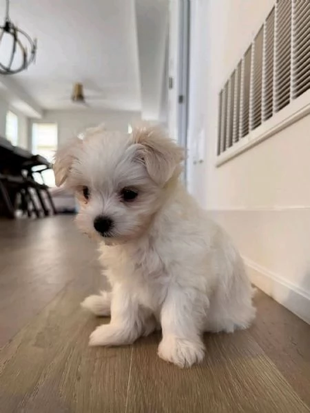Maschio e femmina Maltese | Foto 0