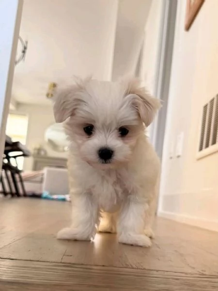 Maschio e femmina Maltese