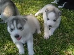 Cuccioli di Siberian Husky di razza pura !! 