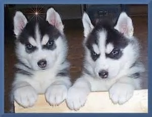Cuccioli di Husky pronti per l'adozione