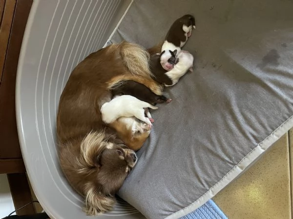Cuccioli Chihuahua con pedigree 