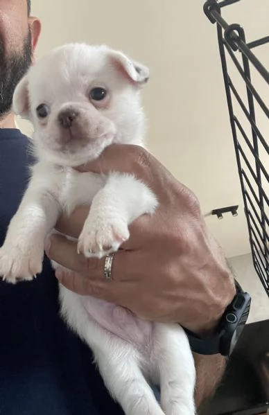 Cuccioli Chihuahua con pedigree  | Foto 4