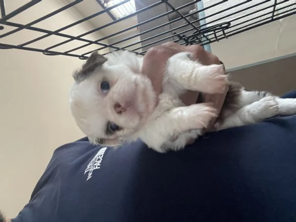 Cuccioli Chihuahua con pedigree  | Foto 3