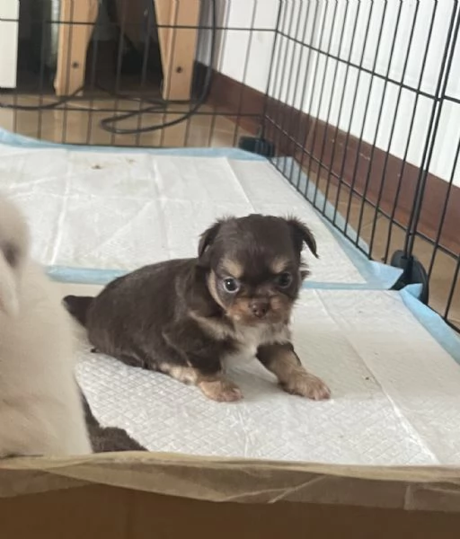 Cuccioli Chihuahua con pedigree  | Foto 1