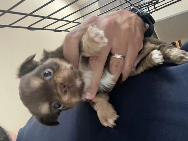 Cuccioli Chihuahua con pedigree  | Foto 0