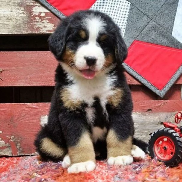 Cuccioli di Bovaro del Bernese – Compagni affettuosi cresciuti in famiglia | Foto 5