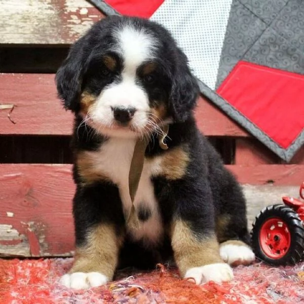 Cuccioli di Bovaro del Bernese – Compagni affettuosi cresciuti in famiglia | Foto 4