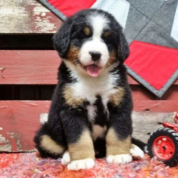 Cuccioli di Bovaro del Bernese – Compagni affettuosi cresciuti in famiglia | Foto 3
