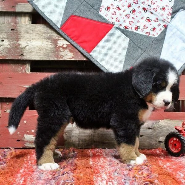 Cuccioli di Bovaro del Bernese – Compagni affettuosi cresciuti in famiglia | Foto 2
