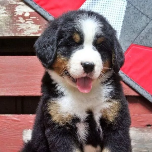 Cuccioli di Bovaro del Bernese – Compagni affettuosi cresciuti in famiglia