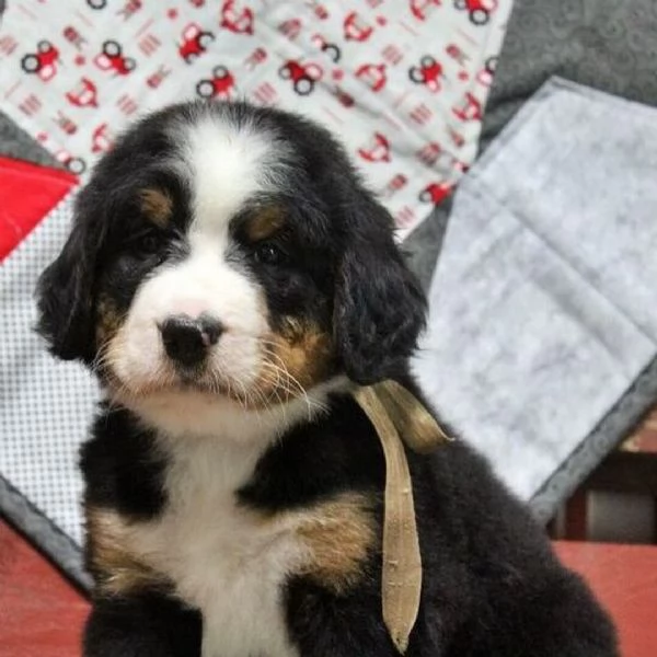 Cuccioli di Bovaro del Bernese – Compagni affettuosi cresciuti in famiglia | Foto 1