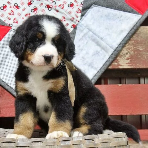 Cuccioli di Bovaro del Bernese – Compagni affettuosi cresciuti in famiglia | Foto 0
