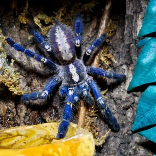 Poecilotheria metallica (Zaffiro Gooty) in vendita | Foto 1