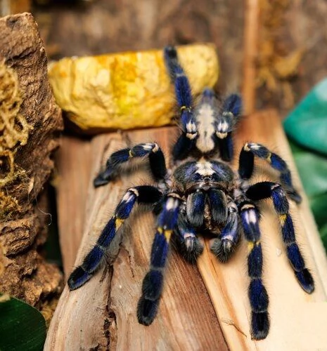 Poecilotheria metallica (Zaffiro Gooty) in vendita | Foto 0