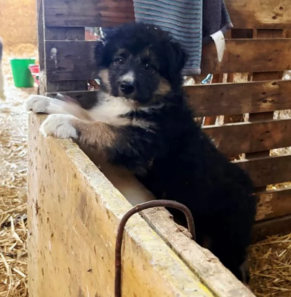 REGALO CUCCIOLO TAGLIA MEDIO - GRANDE | Foto 1