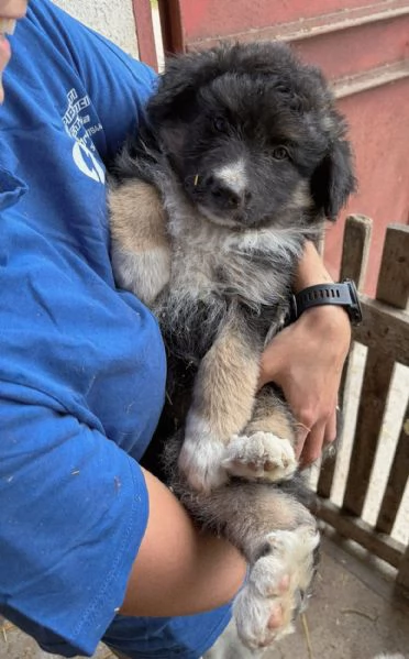 REGALO CUCCIOLO TAGLIA MEDIO - GRANDE | Foto 0