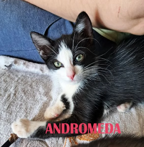 3 dolcissime gattine in cerca di famiglia CATANIA