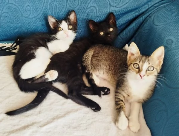 3 dolcissime gattine in cerca di famiglia CATANIA | Foto 2