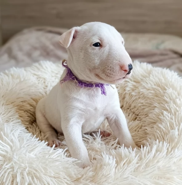Cuccioli bull terrier miniature
