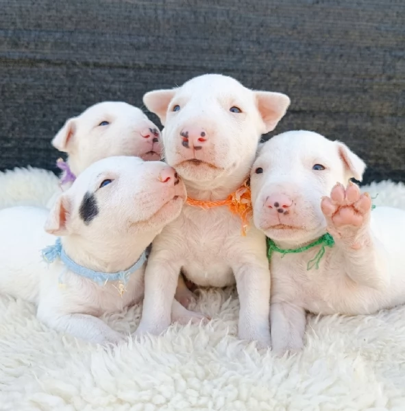 Cuccioli bull terrier miniature | Foto 4