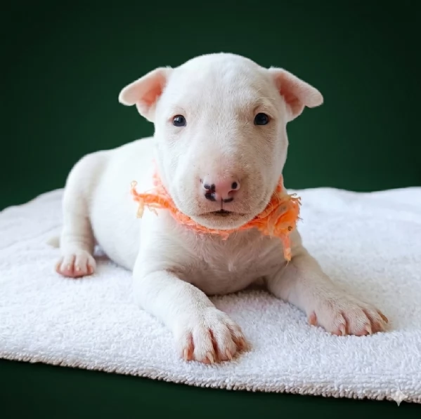 Cuccioli bull terrier miniature | Foto 2