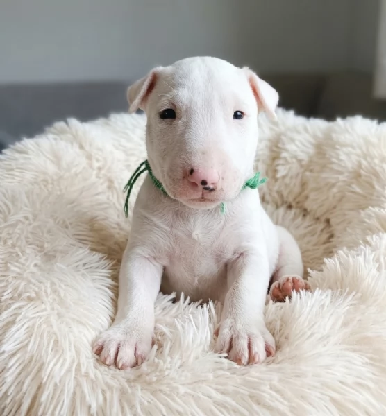 Cuccioli bull terrier miniature | Foto 1