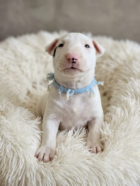 Cuccioli bull terrier miniature | Foto 0