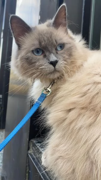 Ragdoll