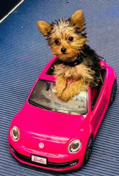 Yorkshire terrier toy | Foto 3