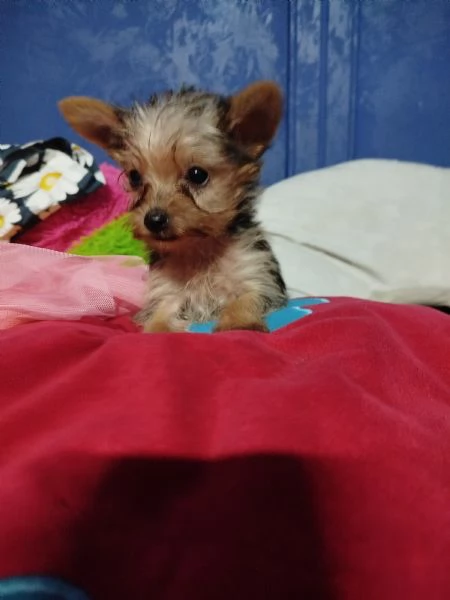 Yorkshire terrier toy | Foto 2