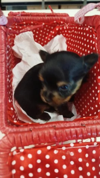 Yorkshire terrier toy | Foto 1