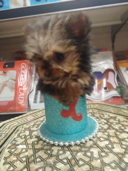 Yorkshire terrier toy | Foto 0