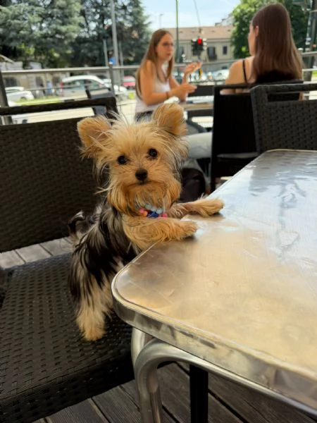 Yorkshire terrier toy