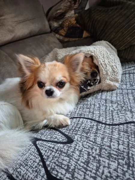 Chihuahua maschio pelo lungo con pedigree disponibile per monta | Foto 4